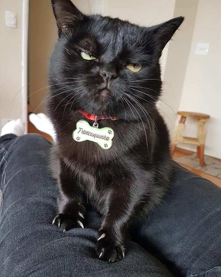 Gata tem mais de 32 mil seguidores em rede social (Foto: Reprodução/ Instagram @francisquinha_mal_humorada)