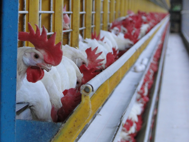 O Espírito Santo é o 2º no ranking nacional na produção de ovos (Foto: Divulgação)