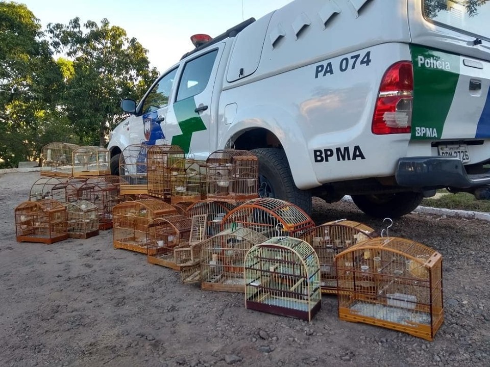 Mais de vinte pássaros foram apreendidos em residências em Colatina (Foto: Divulgação/Polícia Militar)