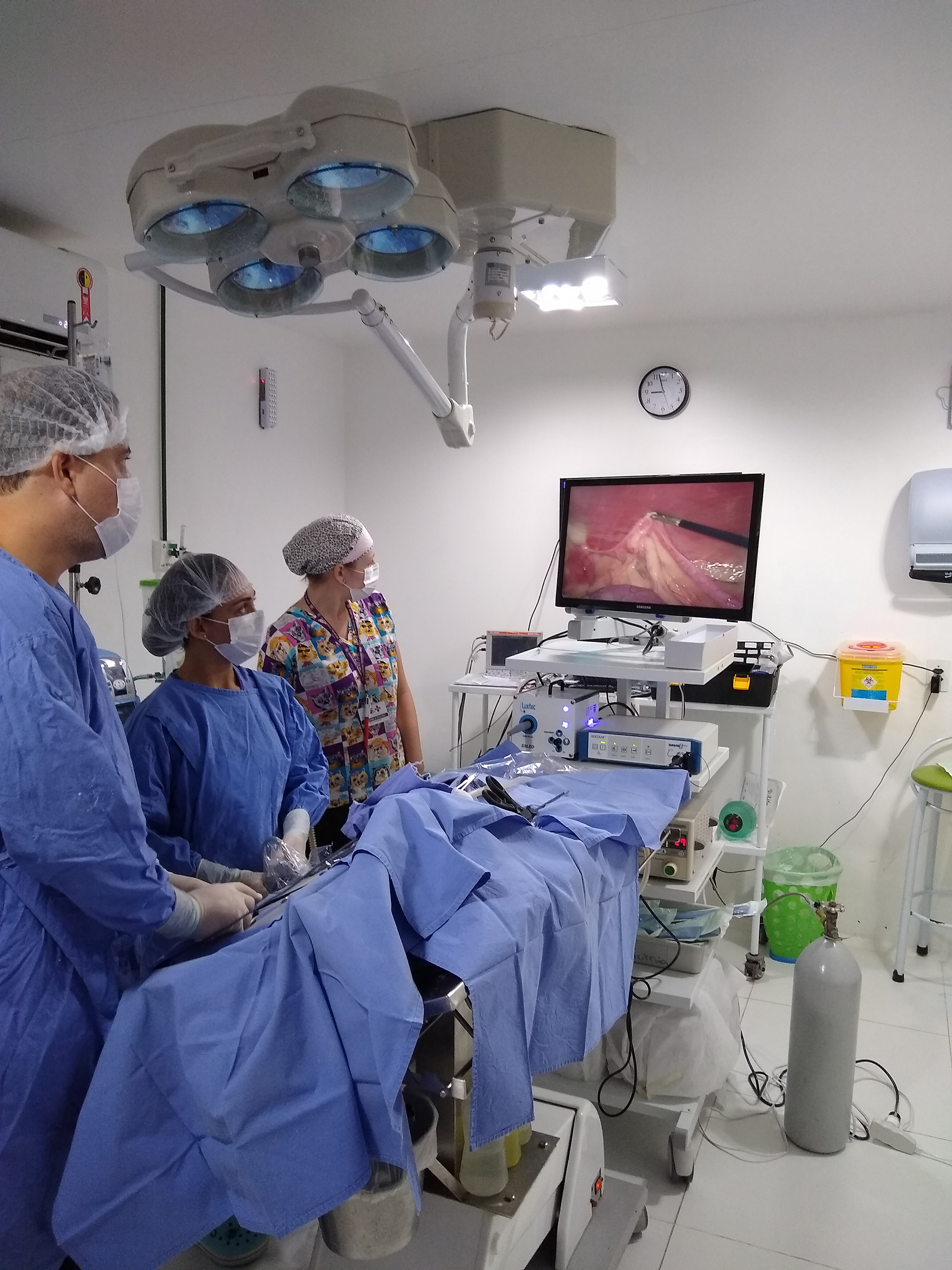 Videocirurgia em pet: inovação reflete em menor índice de infecção (Foto: Luiz Alberto Gonçalves)