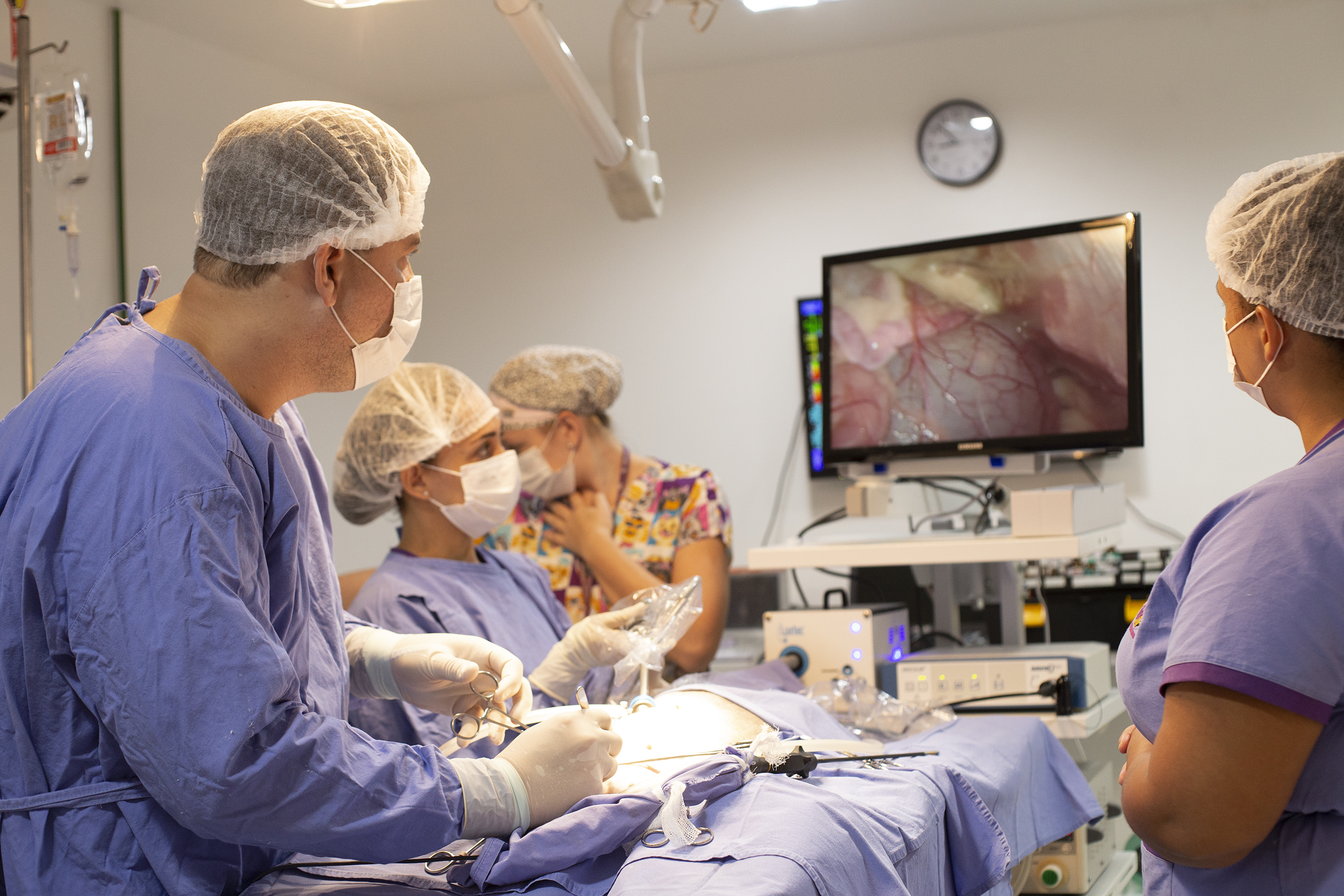 O veterinário Márcio Queiroz Arantes durante cirurgia por vídeo: procedimento é inédito no Estado (Foto: Luiz Alberto Gonçalves)