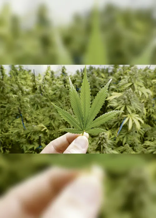 Imagem ilustrativa da imagem Anvisa aprova registro de remédio à base de maconha