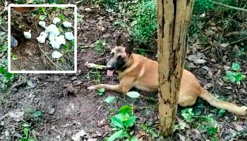 Droga foi localizada pelo cão Apollo (Foto: Reprodução / Youtube)