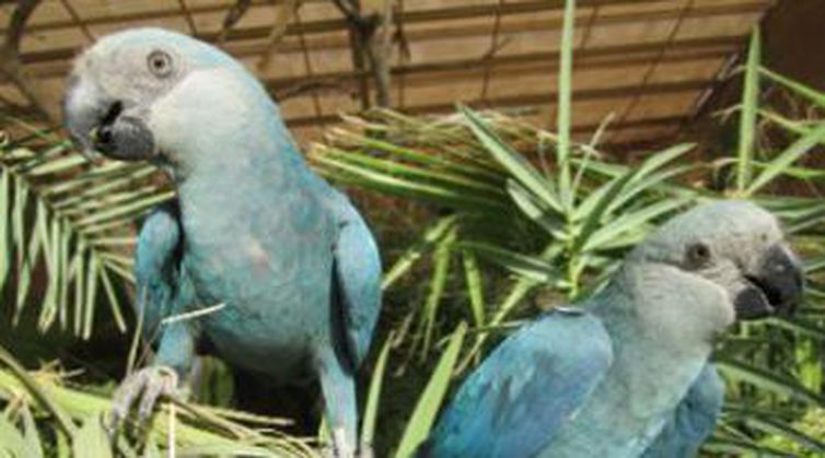 A ararinha-azul está extinta em seu habitat natural desde 2000 (Foto: ICMBio/Direitos Reservados)