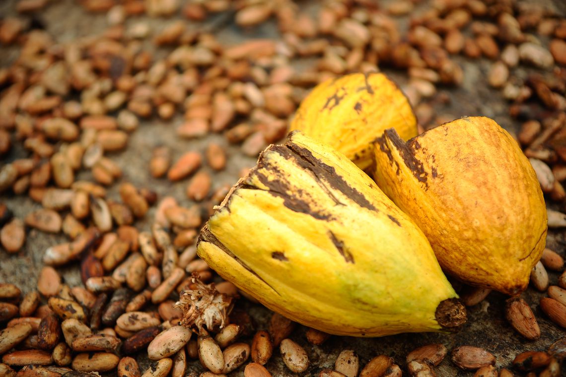22,8 mil toneladas de cacau foram produzidas em 2018 (Foto: Agência Brasil/Tomaz Silva)