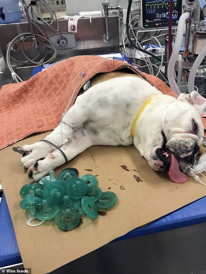 O cachorro comeu as chupetas das crianças, sem que os donos desconfiassem (Foto: Reprodução / Internet)