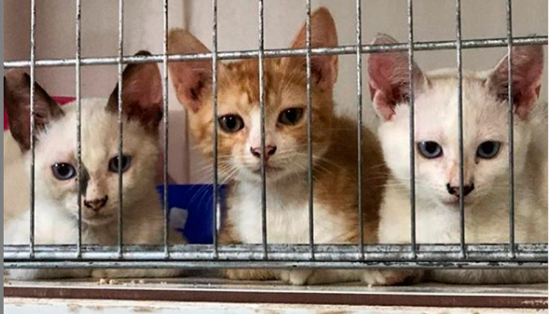 Gatinhos esperam por adoção nesta manhã (Foto: Divulgação)
