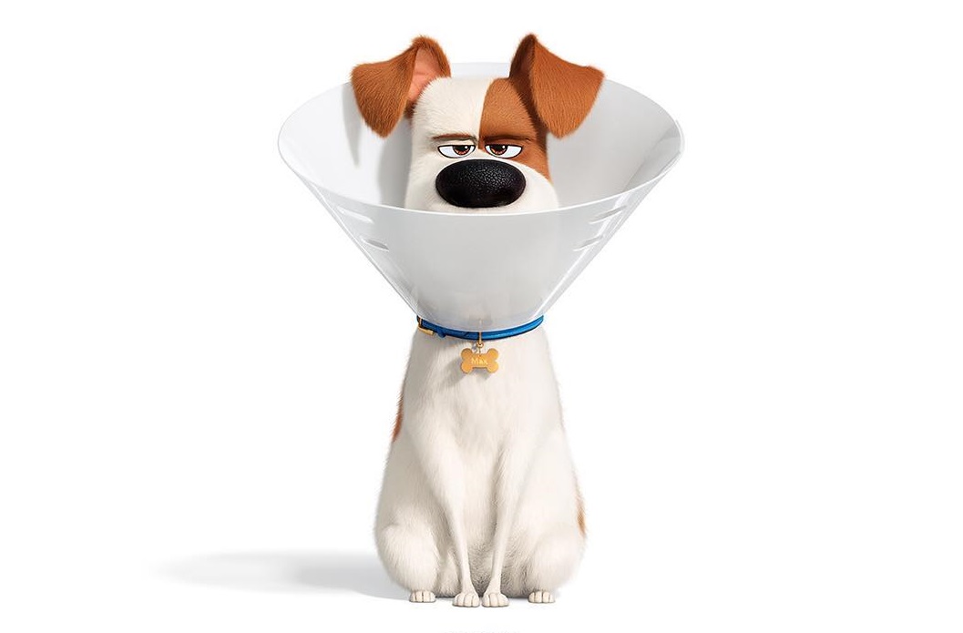 Cachorrinho Max em Pets 2 (Foto: Reprodução/ Instagram @secretlifeofpets)