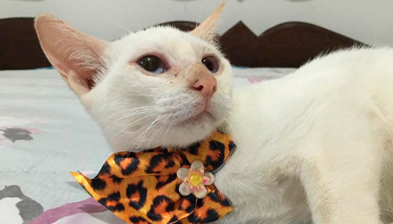 Gatinho está disponível para adoção em Vila Velha (Foto: Divulgação)