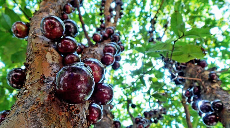 Pé de Jabuticaba (Foto: Divulgação)