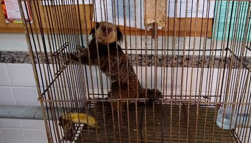 De dentro da gaiola, o macaco posava para fotos, e parecia bem dócil (Foto: Roberta Bourguignon / AT)