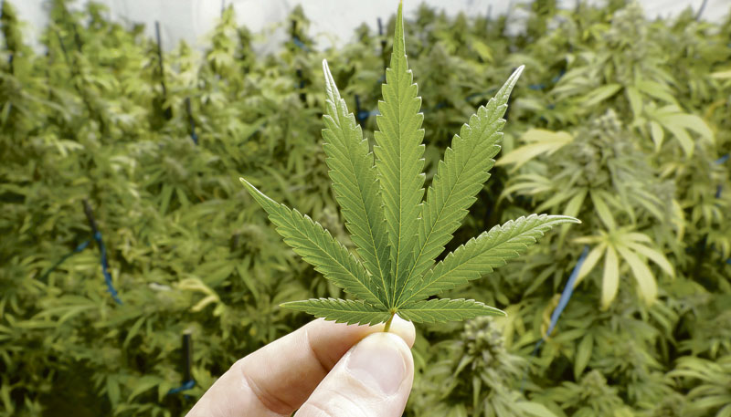 Folha de maconha. (Foto: Divulgação)