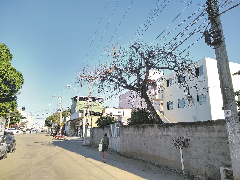 Bronca: Árvore morta na rua Benedito Rangel, no bairro Aeroporto, em Guarapari. (Foto: Roberta Bourguignon)