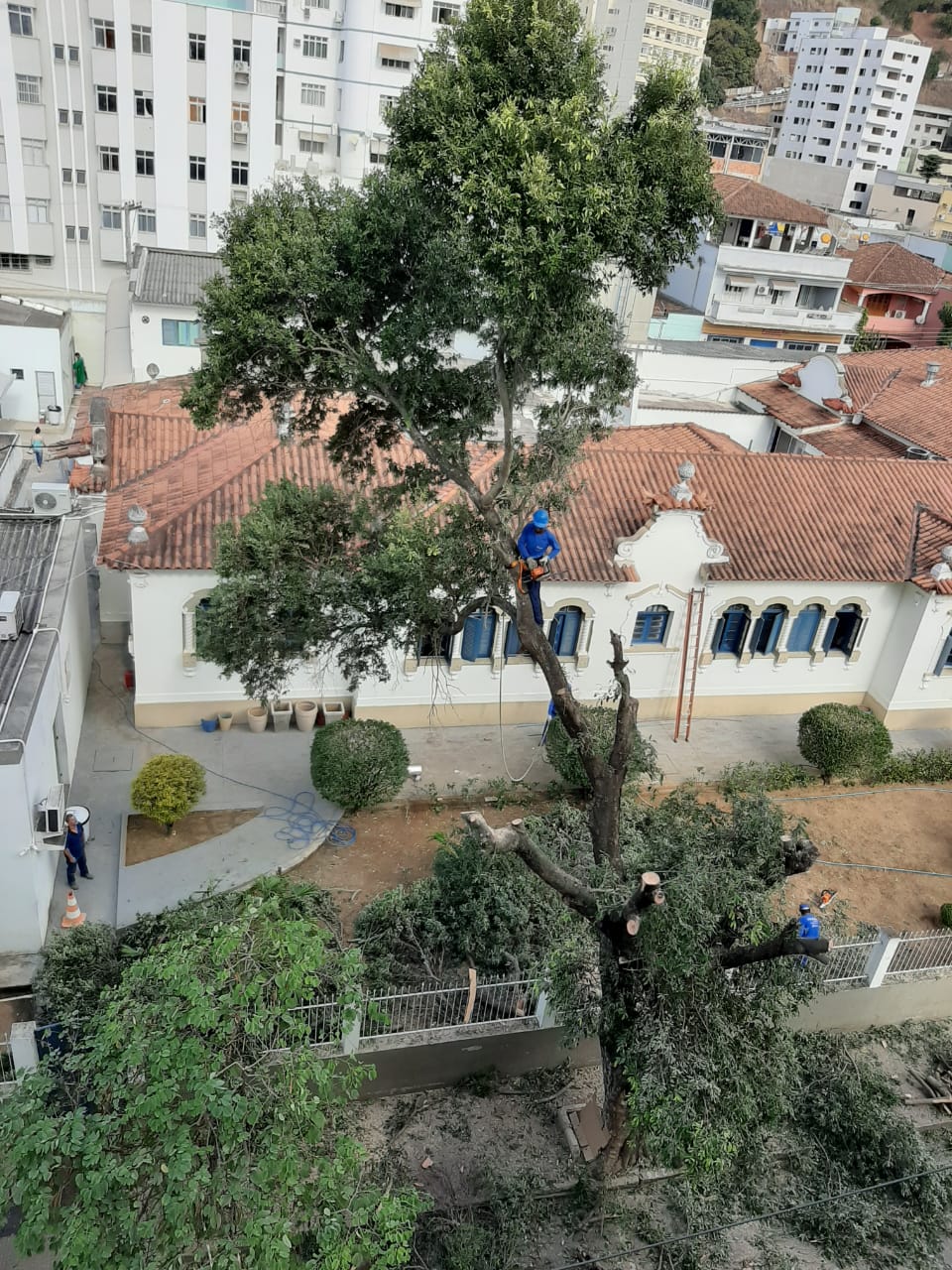 As árvores ficam próximas ao Hospital Silvio Avidos, no centro da cidade (Foto: Foto do Leitor)
