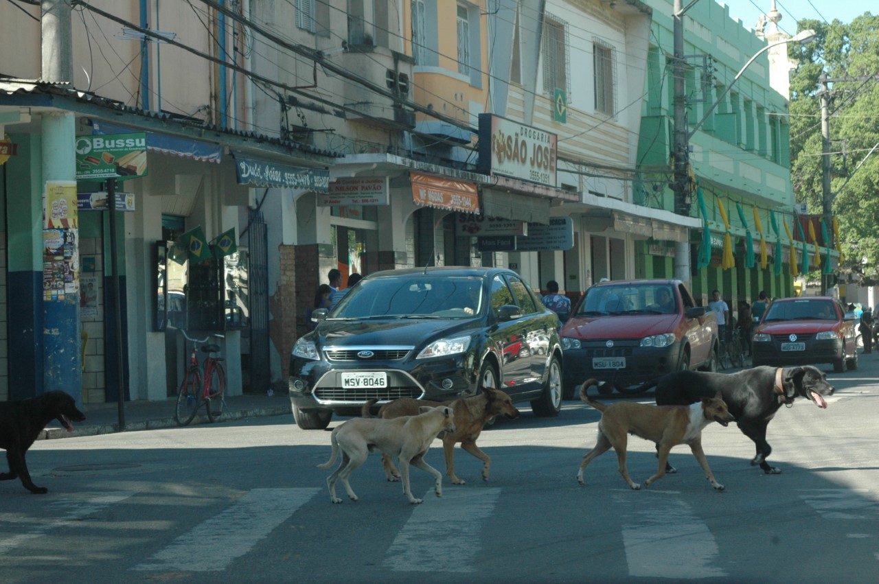 Cachorros ficam soltos nas ruas de Mimoso do Sul (Foto: Alessandro de Paula)