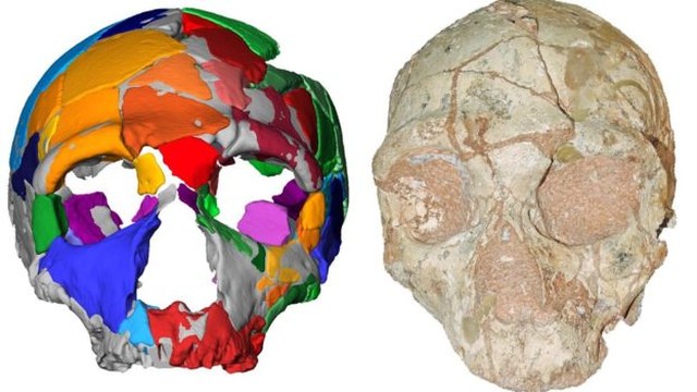 Apidima 2 parece ser de um neandertal e é um crânio mais novo que o moderno crânio humano encontrado junto (Foto: Divulgação)