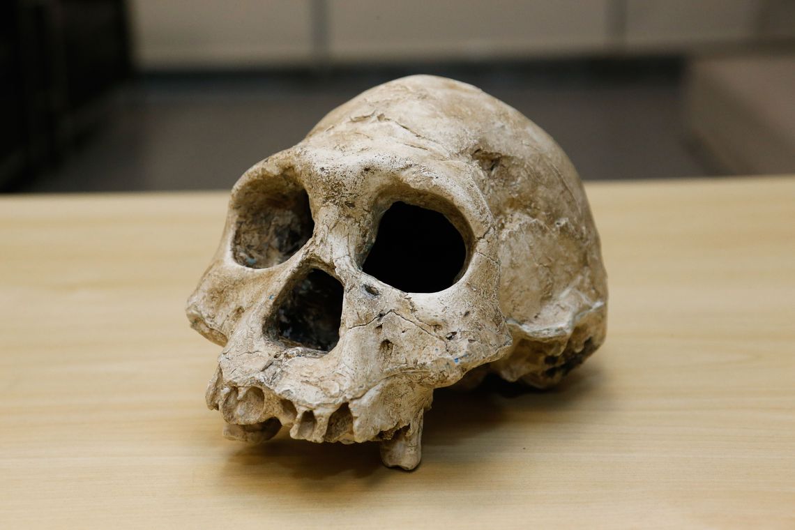 As primeiras evidências da presença de homo erectus fora do continente africano ocorreu em um sítio arqueológico da Geórgia, datada de 1,8 milhão de anos. (Foto: Cecília Bastos/USP Imagem)