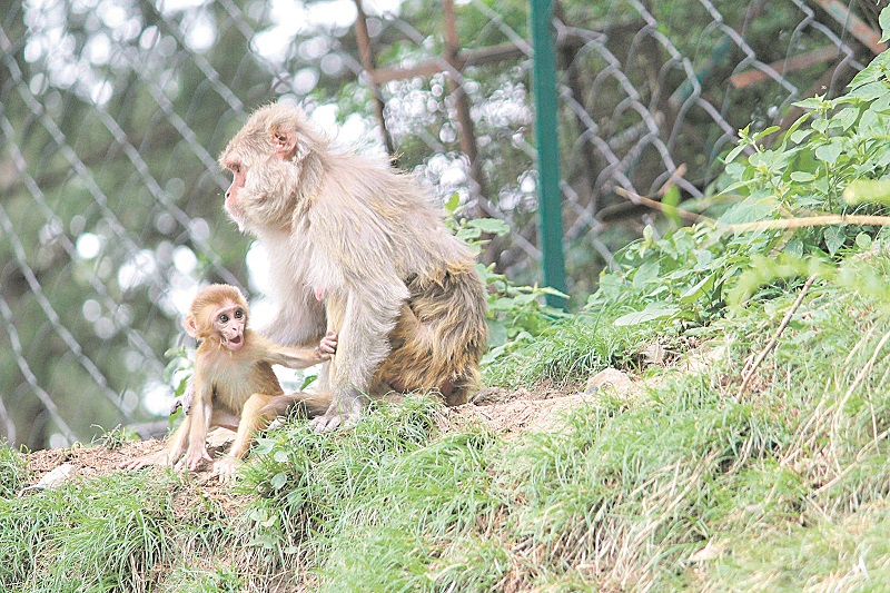 Macacos Rhesus, espécie na qual a vacina foi aplicada e trouxe resultados favoráveis contra o vírus HIV (Foto: Creative Commons)