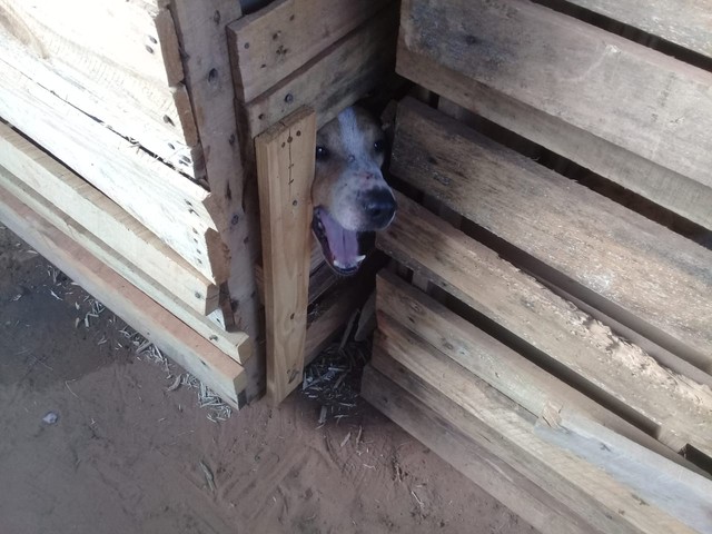 Os animais eram mantidos em pequenas caixas de madeira (Foto: Divulgação/Polícia Ambiental)