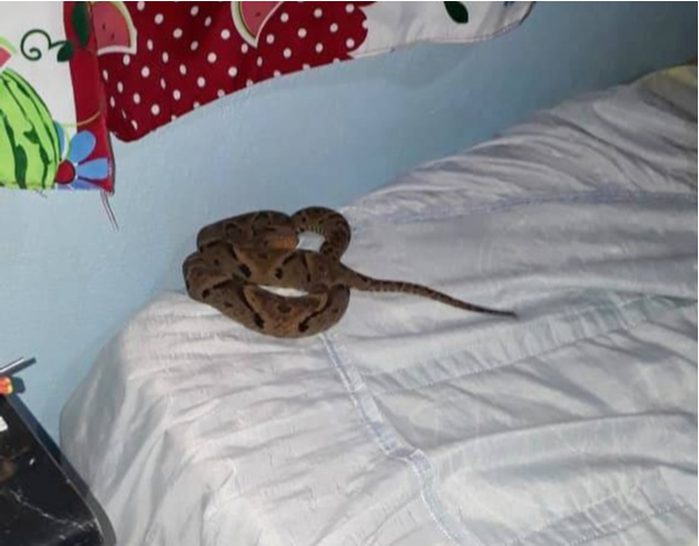 Quando acenderam a luz, pais da criança viram a cobra em cima da cama. (Foto: Acervo pessoal)