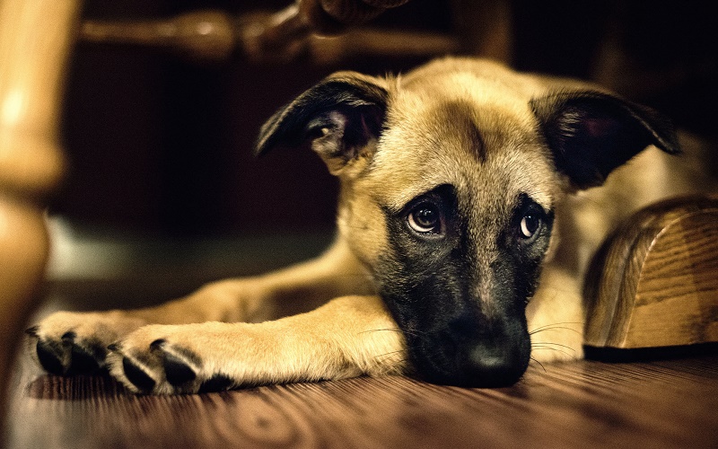 (Foto: Portal do Dog)