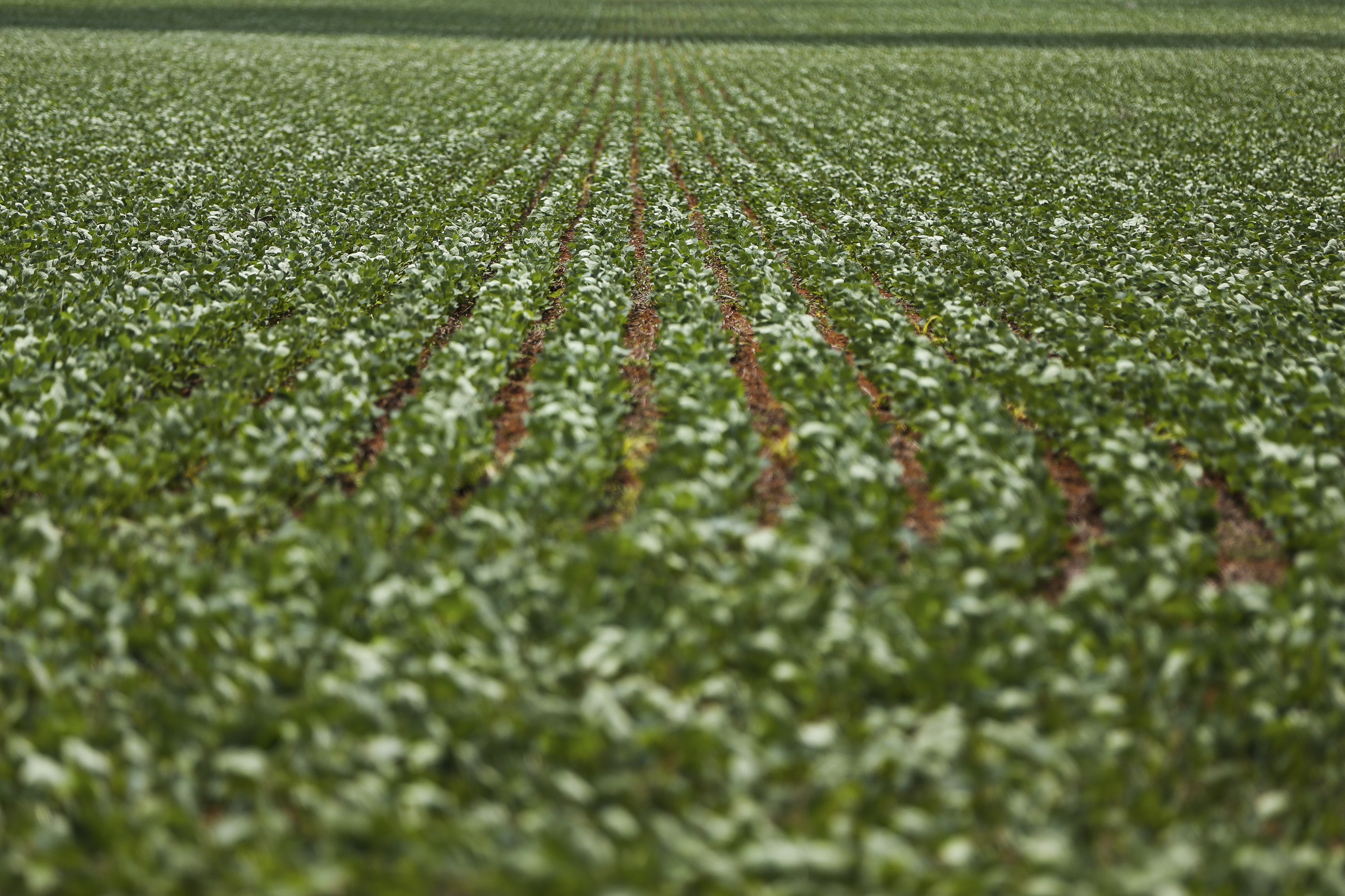 Segundo relatório, enquanto haverá redução das áreas plantadas de arroz e feijão, a soja seguirá na liderança da produção nacional. (Foto: Marcelo Camargo/Agência Brasil)