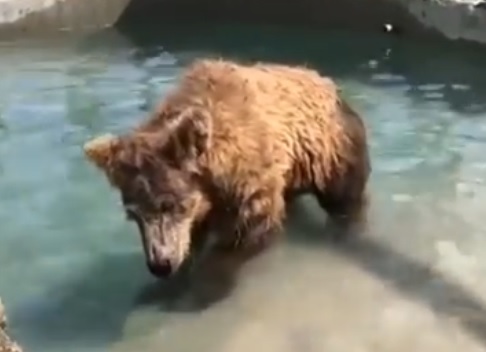 A ursa Rowena (Foto: Reprodução/ Facebook Santuário Ecológico Rancho dos Gnomos)