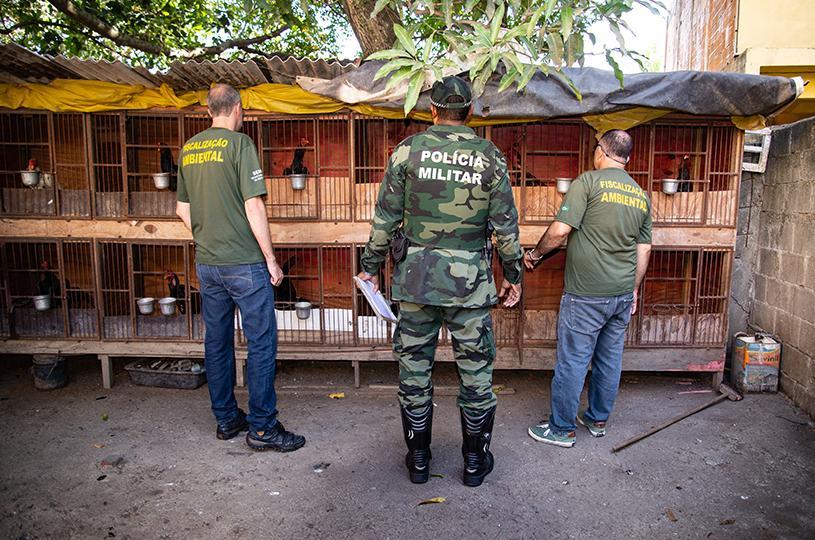 Há suspeita de que os animais tenham sido utilizados em rinhas. (Foto: Everton Nunes/Secom-PMS)