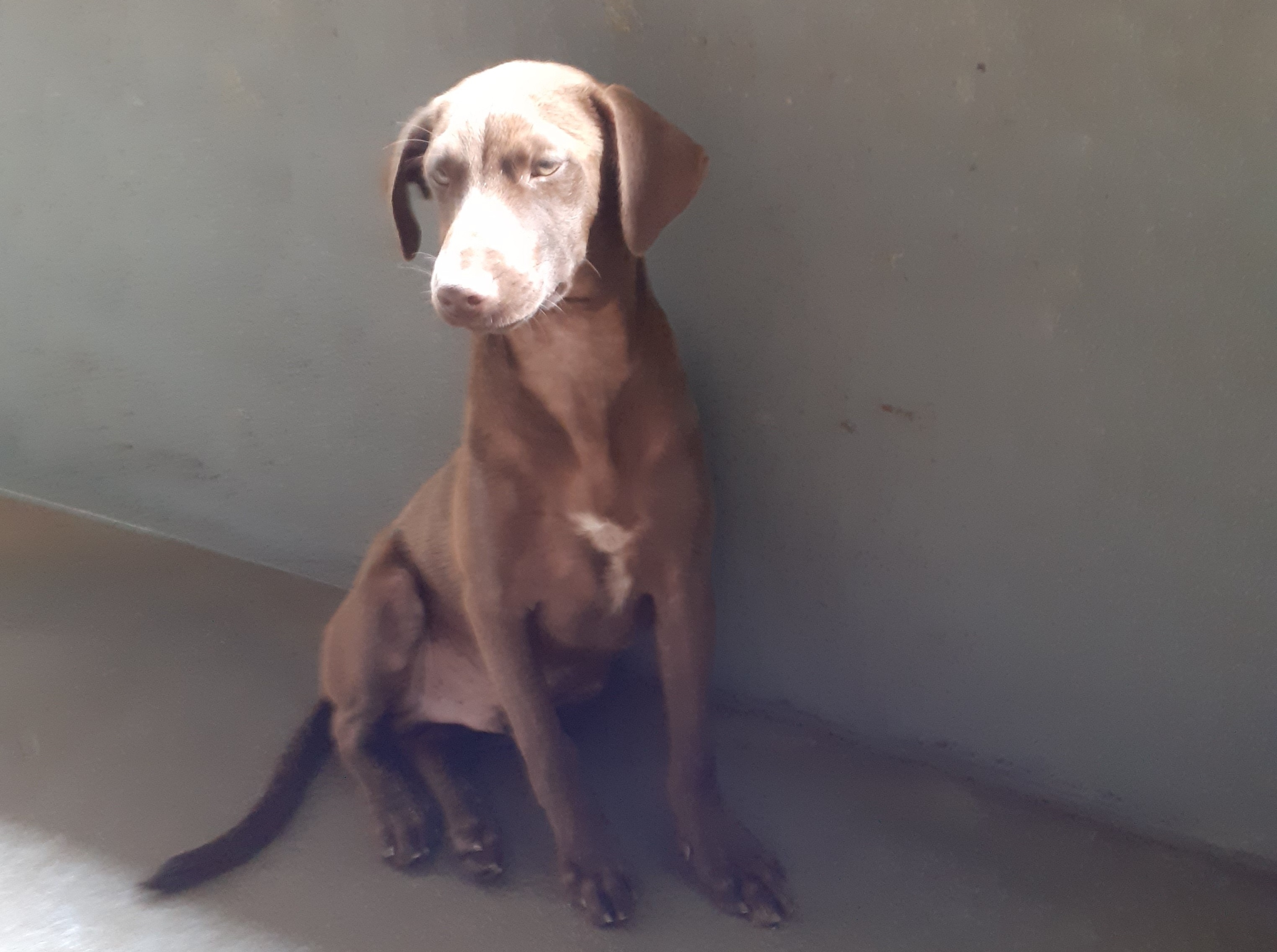 Brownie estará na feira de adoção (Foto: Divulgação)