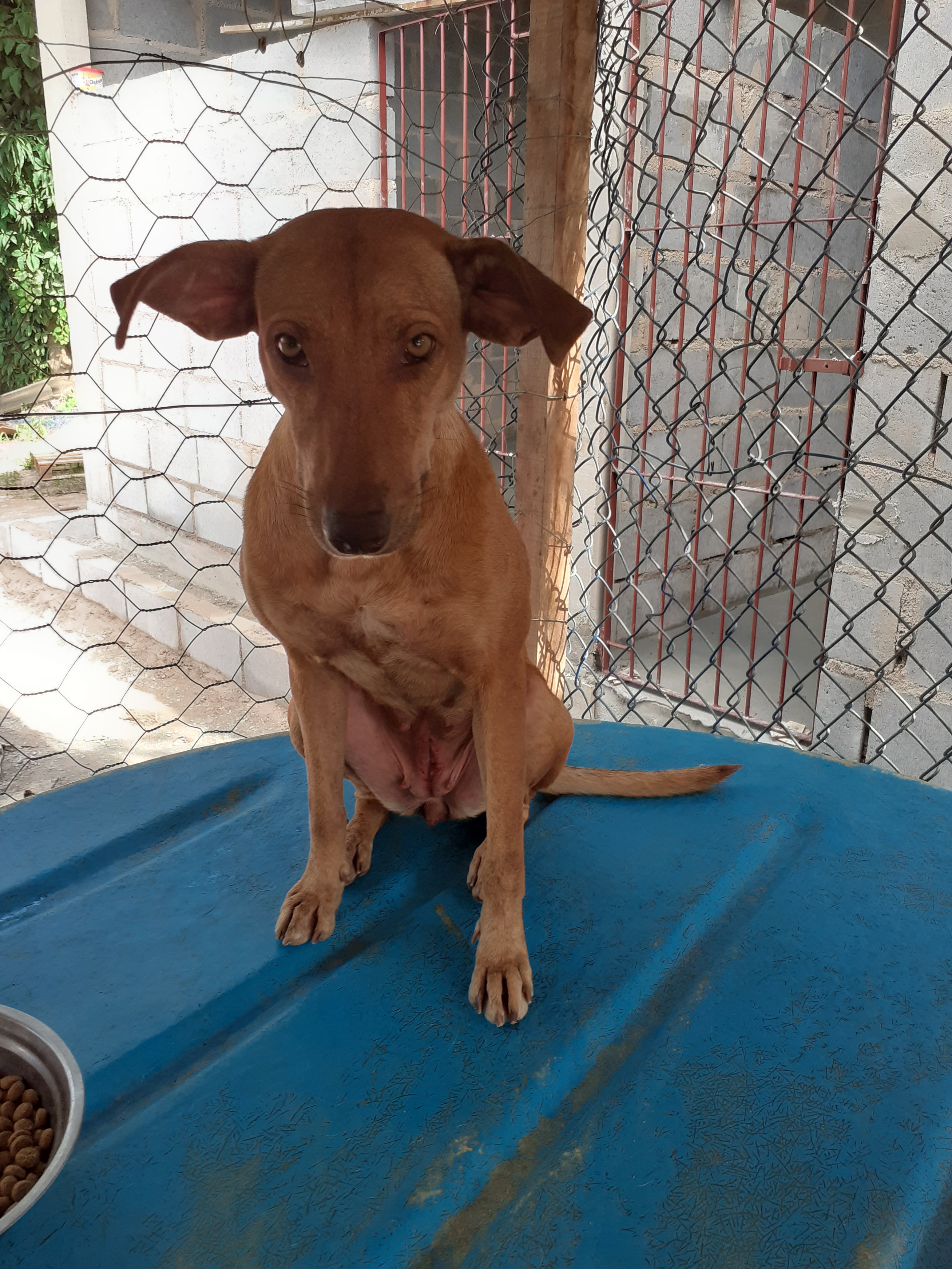 Lessie disponível para adoção (Foto: Divulgação)