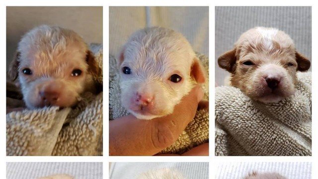 Os três filhotinhos descartados pela mulher (Foto: Reprodução/Riverside County Animal Services)