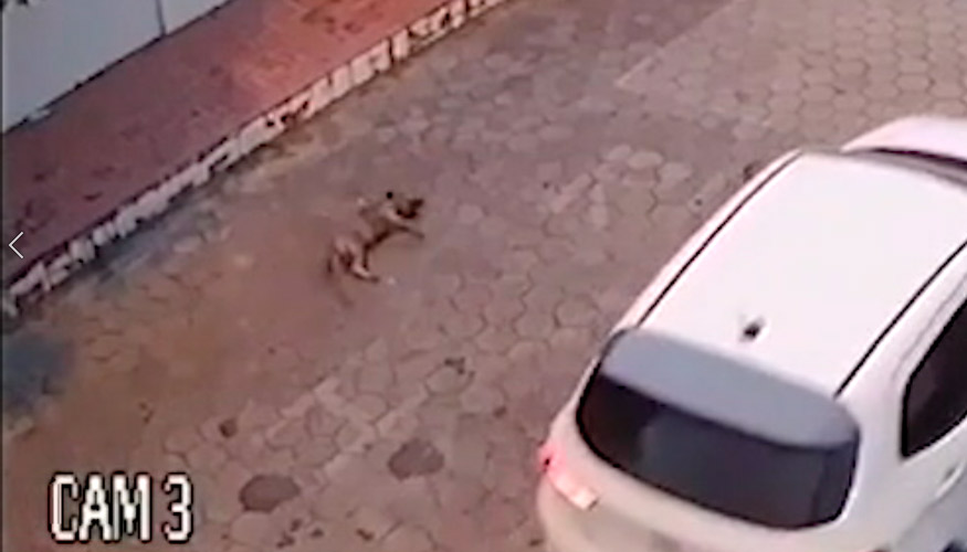 Cachorro foi morto no meio da rua com um tiro (Foto: Reprodução / TV Tribuna)