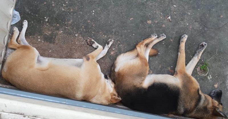 Pool e Nina foram resgatados em Itapuã, Vila Velha. (Foto: Divulgação/WhatsApp)