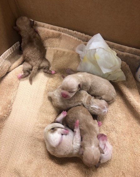 (Foto: Divulgação/ Riverside County Animal Services)