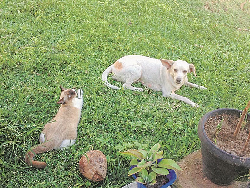 Lulu ao lado de um dos gatinhos da família. (Foto: Acervo Pessoal)