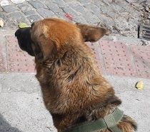 A cadela Nina ainda está desaparecida (Foto: Divulgação)
