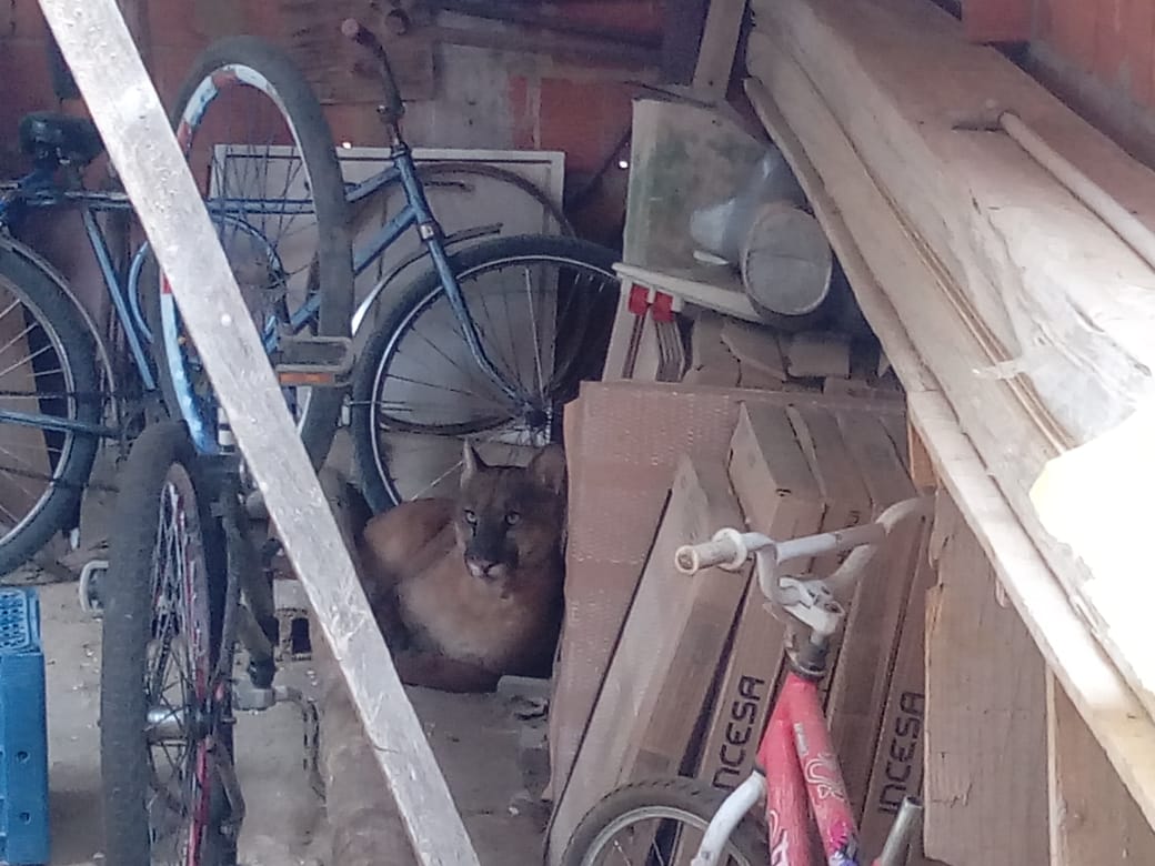 O animal estaria na residência desde as 5 horas da manhã desta sexta-feira (23). (Foto: Foto do Leitor)
