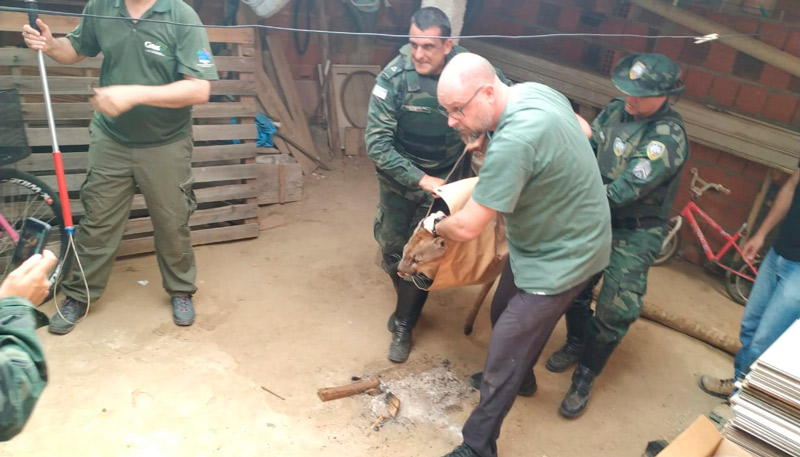 Onça é retirada da residência (Foto: Divulgação / PMES)