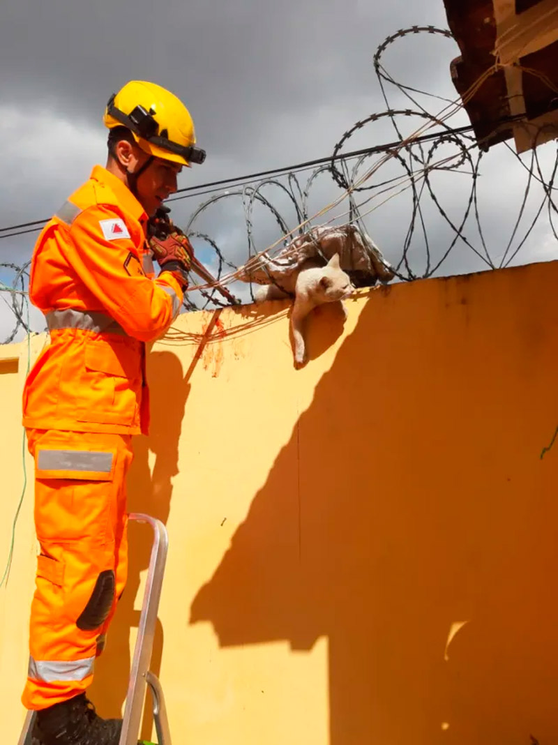 Bombeiro tenta retirar o gato da cerca. (Foto: Divulgação / CBMMG)