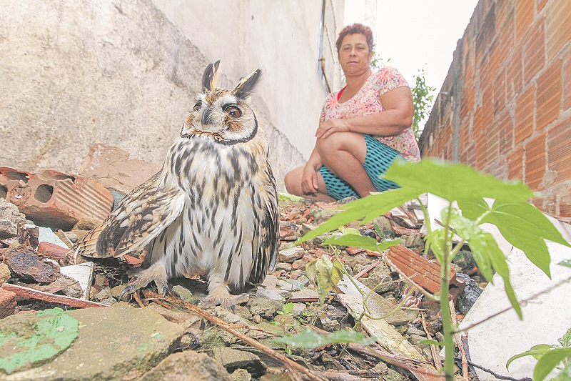 A dona de casa Telma Lemos e sua hóspede, uma coruja-orelhuda. (Foto: Beto Morais/AT)