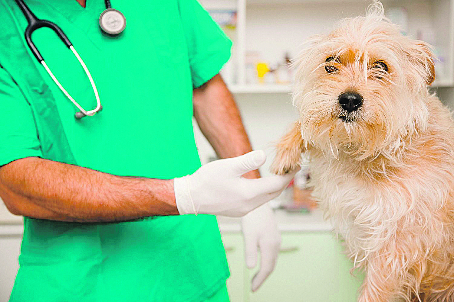 veterinário durante atendimento: oportunidade de contratação em concurso na Prefeitura de João Neiva, no Norte do Estado (Foto:arquivo AT )