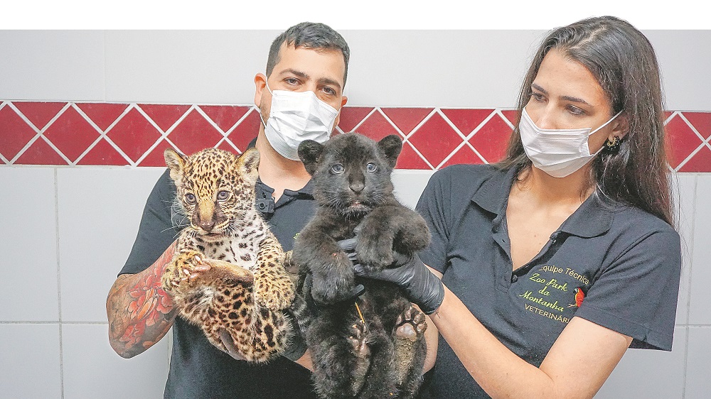 Zoológico comemora nascimento de onças. (Foto: Júlio Huber)