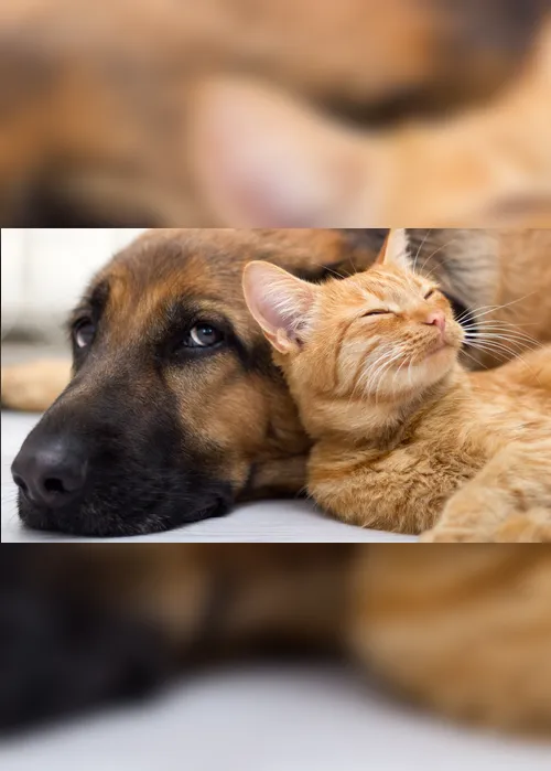 Imagem ilustrativa da imagem Gatos ficam imunes ao coronavírus e podem ajudar no desenvolvimento da vacina, aponta estudo