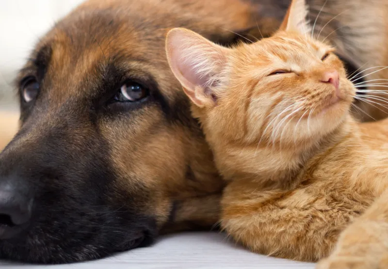 Cachorro e gato: preferência pelos felinos cresce no Brasil