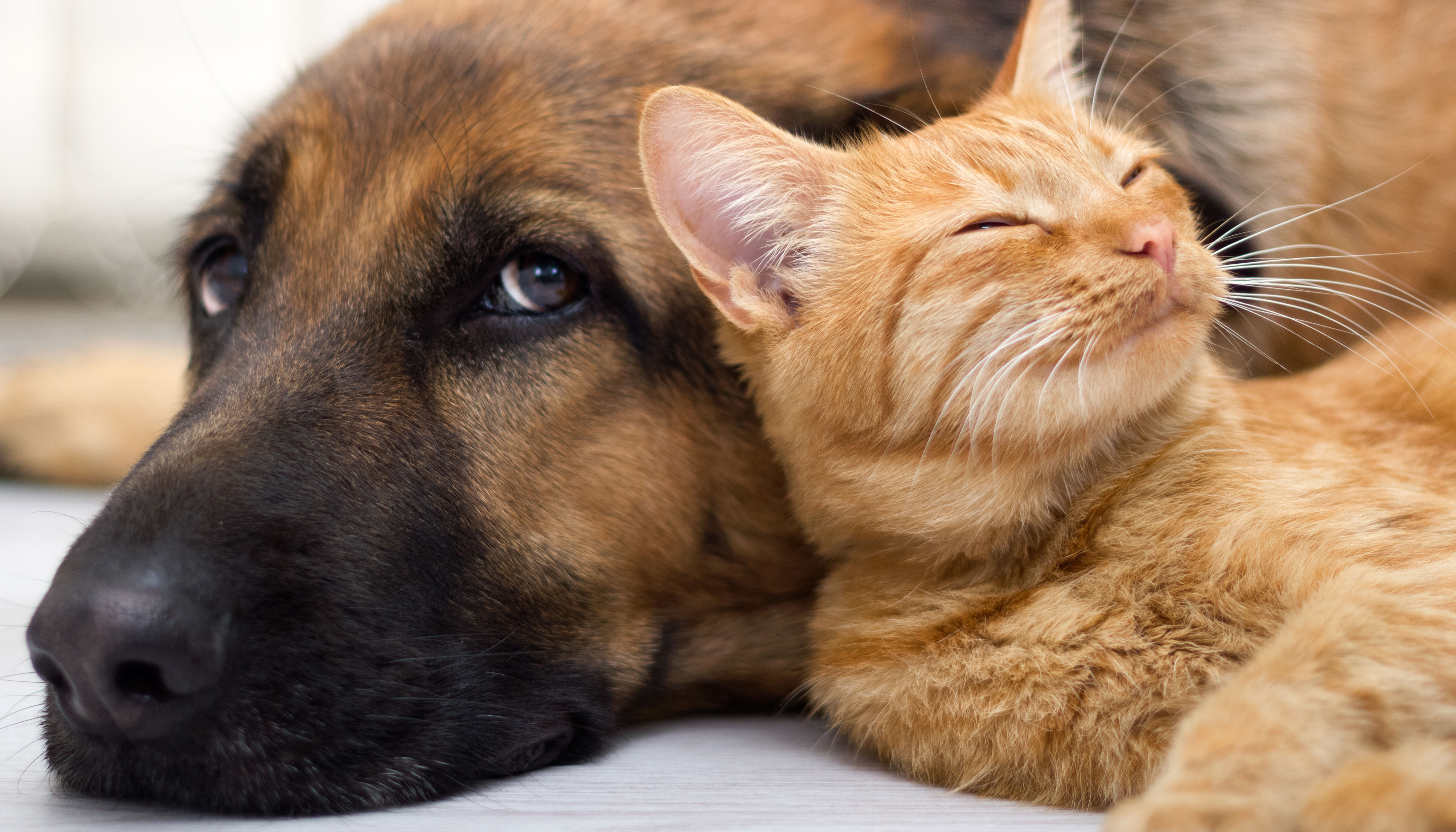Cachorro e gato (Foto: Arquivo / AT)