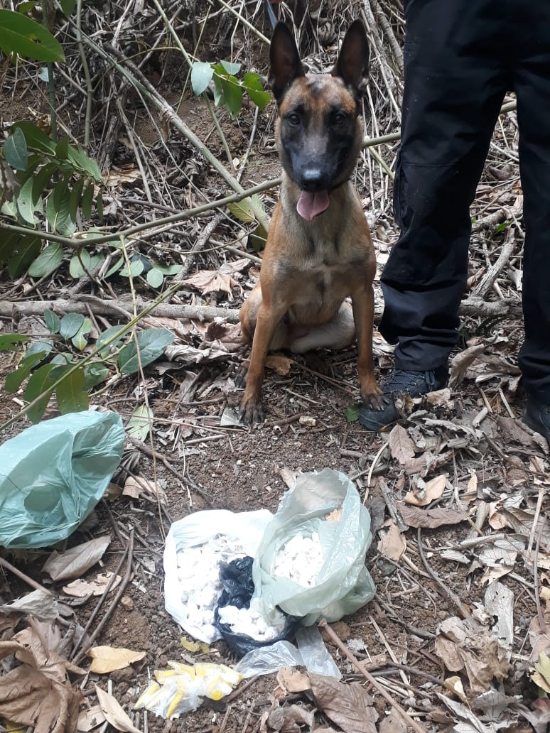 Cadela farejadora Kyra ajudou a polícia a localizar as drogas (Foto: Divulgação/ PCES)