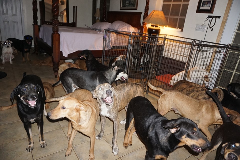 Cachorros resgatados por Chelle (Foto: Facebook Chella Phillips)