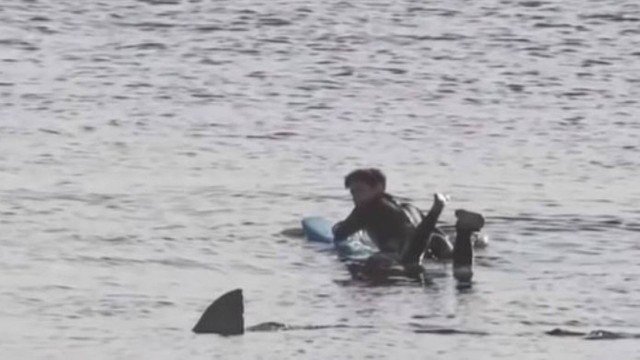 O surfista ficou 'paralisado' ao perceber que estava a poucos metros do tubarão branco. (Foto: Reprodução)