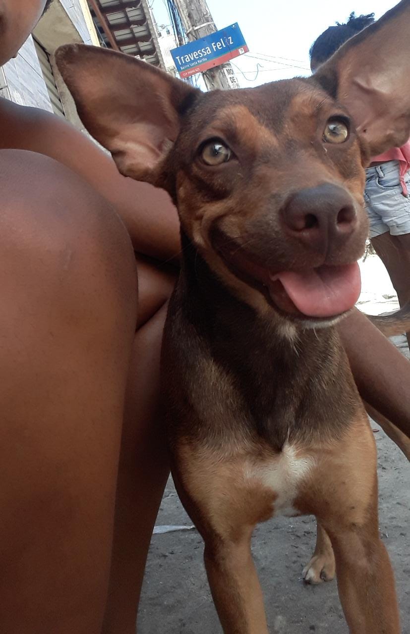 O cachorro Talibã levou um tiro na noite de quinta-feira (19) em Santa Martha (Foto: Acervo Pessoal)