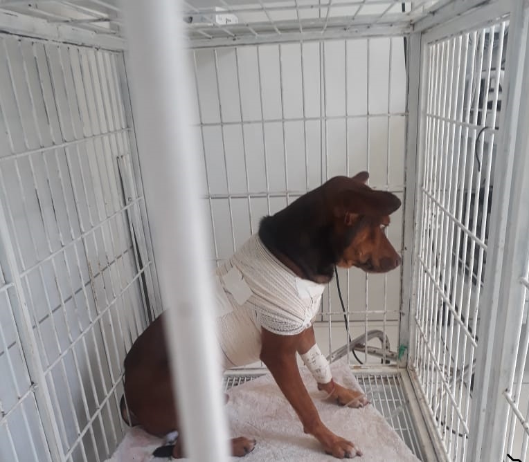 O cachorro Talibã está internado em um hospital veterinário em Vitória. (Foto: Acervo Pessoal)